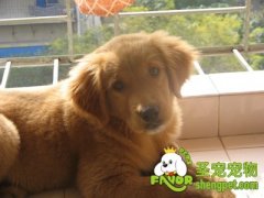 如何防止洗澡时被狗狗咬伤