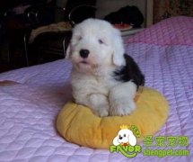 给狗狗洗澡水温多少比较合适