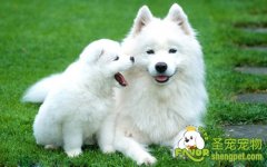 狗狗溶血性贫血疾病附红细胞小体病