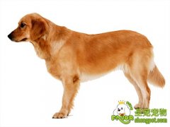 狗狗大肠杆菌病诊断与防治