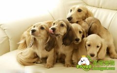 狗狗鼻炎的防治方法