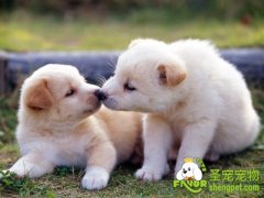 怀孕狗狗饲养注意事项