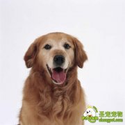 金毛的近亲繁殖优缺点