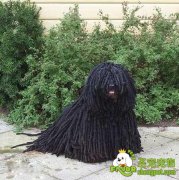 如何辨别波利犬