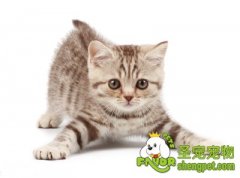 训练猫咪上厕所