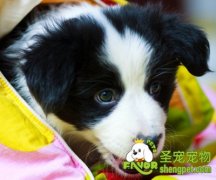 训犬时的食物诱导