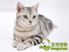 训练猫咪不破坏植物的技巧