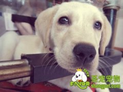 母犬怀孕期的饲养管理