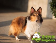 让狗狗正确磨牙的方法