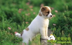 狗狗小肠更阻的症状和治疗方法