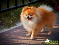 幼犬的成长阶段