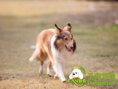 仔犬的饲养管理