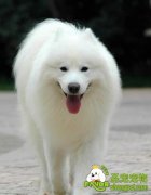 狗狗身上掉的毛该如何清洗