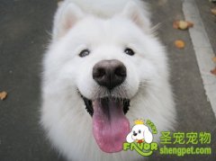怎样训练出一只好犬