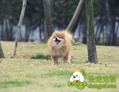 狗的喂养误区（二）