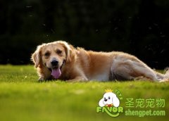 狗的喂养误区（四）