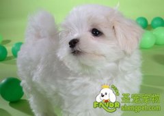 解决狗狗嘴毛发的方法