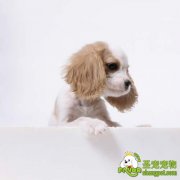 狗狗副伤寒病的诊断和防治方法