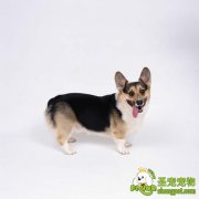 如何让幼犬适应新环境