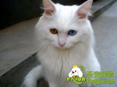 缓解猫的攻击性行为