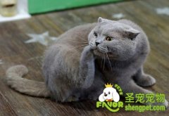 管教猫的四条原则