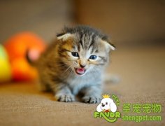 猫咪足部清洁七步骤