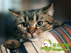 训练猫咪听懂“来”的方法