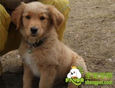 不适合幼犬的食物