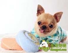 适合幼犬的食物