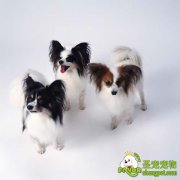 狗狗布鲁氏菌病诊断和防治方法