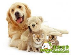 狗狗出血性贫血病诊断和防治方法