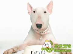 训练狗狗失败典型三原因