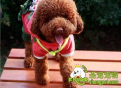 猫咪夜游习惯解决方法