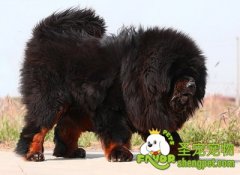 怎样训练狗狗变得凶猛