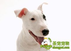 怎样训练狗狗捡球