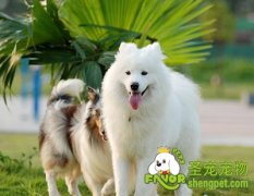 训练狗狗“跳膝”的方法