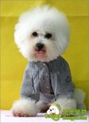 美国专业犬类繁殖着十大戒律