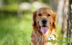 如何判断母犬怀孕