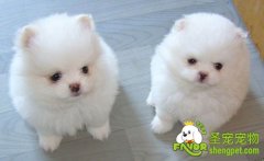 上班族怎样养好宠物狗