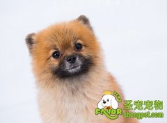 怎样训练狗狗听令即叫