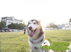 训练狗狗拉雪橇的方法