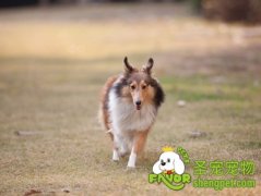 让狗狗学会牧畜