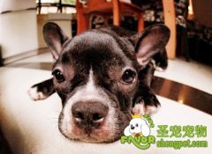 狗狗的弱点是什么
