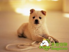 关于狗狗染色的常见问题