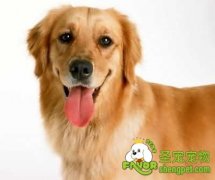 狗狗配种应选择最合适的年龄