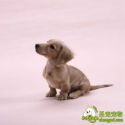 生活中对爱犬的护理