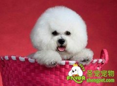 训练比熊犬前的知识准备