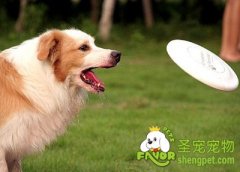 训练狗狗接飞盘前的准备