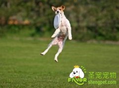 训练狗狗接飞盘的方法