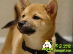 挑选幼犬食物的注意事项
